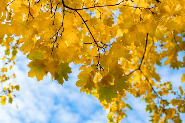 Feuilles jaunes sur l'arbre. Feuilles dorées dans le parc d'automne. Concept d'automne. Fond d'automne — Photo