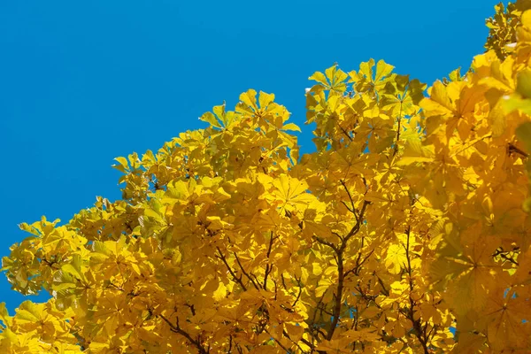 Feuilles de châtaignier jaune sur l'arbre. Feuilles dorées dans le parc d'automne. Concept d'automne. Fond d'automne — Photo