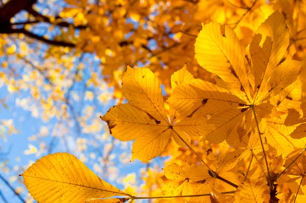 Желтые каштановые листья на дереве. Золотые листья в осеннем парке. Осенняя концепция. Осенний фон — стоковое фото