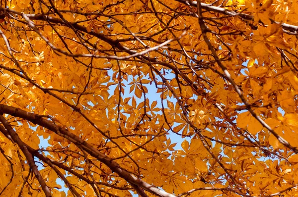 Feuilles de châtaignier jaune sur l'arbre. Feuilles dorées dans le parc d'automne. Concept d'automne. Fond d'automne — Photo