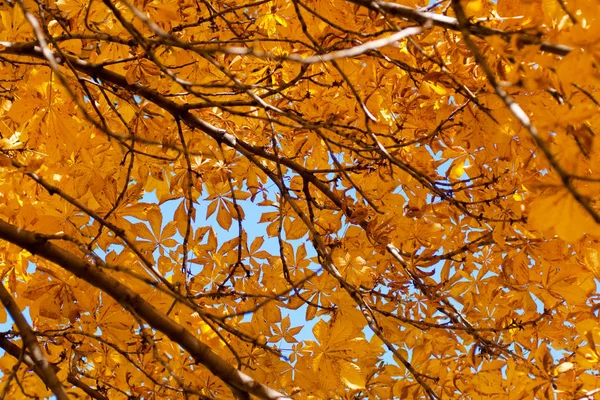 Feuilles de châtaignier jaune sur l'arbre. Feuilles dorées dans le parc d'automne. Concept d'automne. Fond d'automne — Photo