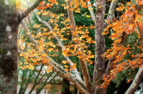 Hojas amarillas en el árbol. Hojas doradas en el parque de otoño. Concepto de otoño. Fondo de caída — Foto de Stock