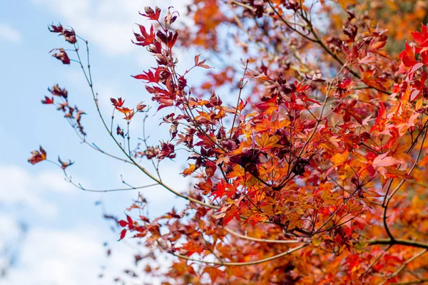 Saison d'automne. Arrière-plan érable rouge japonais — Photo