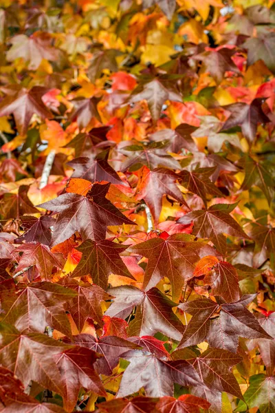 Осенний сезон. красный кленовый фон — стоковое фото