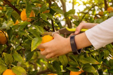 Olgun meyveler ile Mandalina ağacı dalları. Mandalina portakal ağacı. Mandalina. Handa mandalina toplamak için makas tutuyor