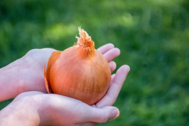Eller çimenli yeşil arka plan üzerinde kahverengi soğan tutarak. Pişirme malzemeleri. Hasat.