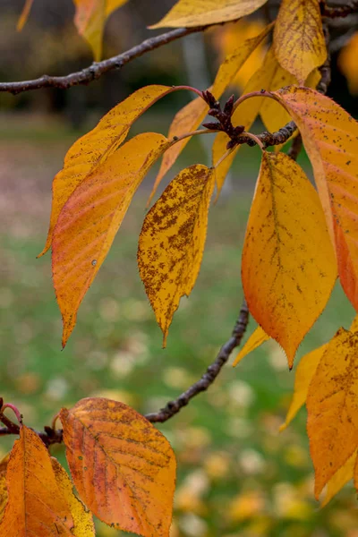 Осенний сезон. желтые осенние листья — стоковое фото