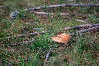 Sonbahar sezonu. Mantar avı. Safran süt kap aka kırmızı çam mantar aka Lactarius deliciosus bir çim içinde. Bu yaygın olarak toplanan bir mantar