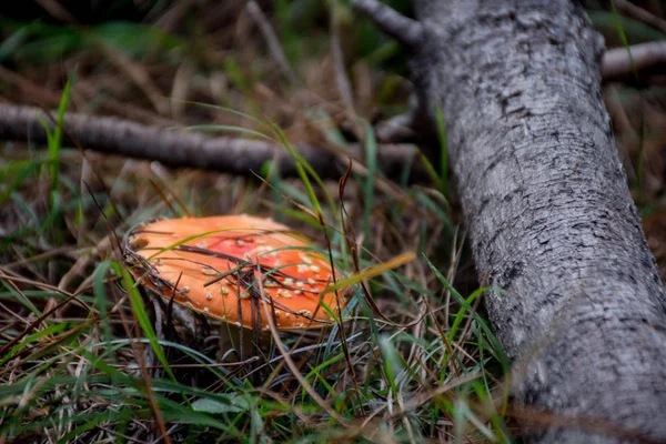 Ormanda çim amanita muscaria yakın