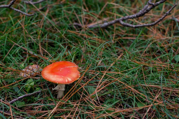 Amanita muscaria w trawie w lesie z bliska — Zdjęcie stockowe