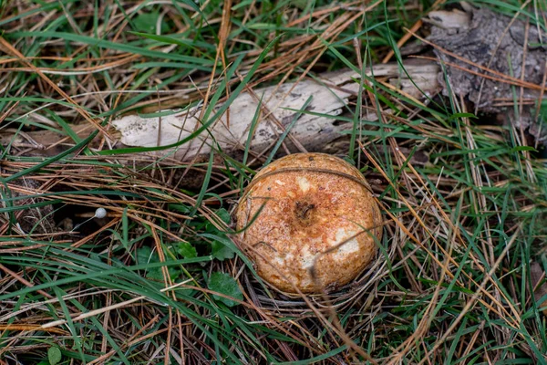 Höstsäsongen. Svamp jakt. Saffran mjölk mössa aka röda tall svampar alias Lactarius deliciosus i ett gräs. Detta är en allmänt insamlade svamp — Stockfoto