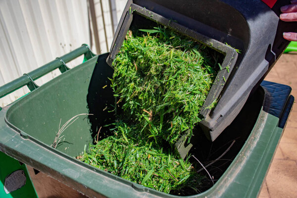 Green bin container filled with mowed grass. Lawn mower basket emptying into the bin. Spring clean up in the garden. Recycling garbage for a better environment.
