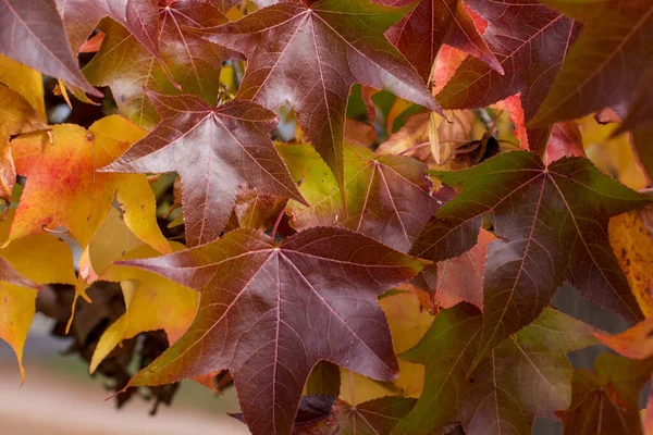Осенний сезон. красный клен осенний фон — стоковое фото