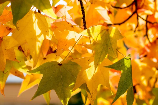 Saison d'automne. érable jaune fond d'automne — Photo