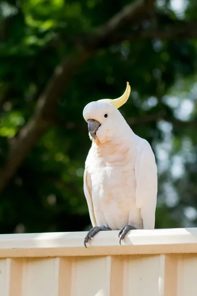 Assentos de cacatua com crista de enxofre em uma cerca. Vida selvagem urbana. Visitantes do quintal australiano — Fotografia de Stock