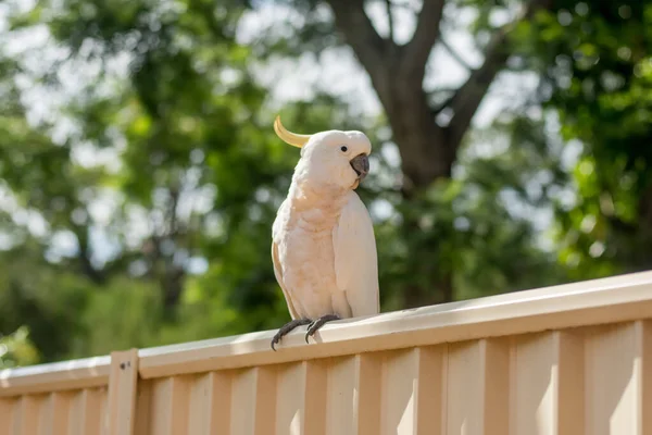 Sülfür tepeli kakadu çitin üzerinde oturmuş. Kentsel vahşi yaşam. Avustralya arka bahçe ziyaretçileri — Stok fotoğraf