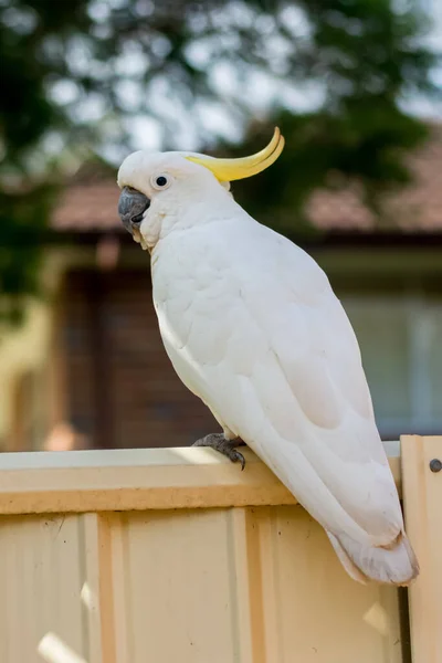 Cacatúa de cresta de azufre sentada en una valla. Vida silvestre urbana. Visitantes australianos —  Fotos de Stock