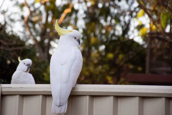Sülfür tepeli kakadu çitin üzerinde oturmuş. Kentsel vahşi yaşam. Avustralya arka bahçe ziyaretçileri — Stok fotoğraf
