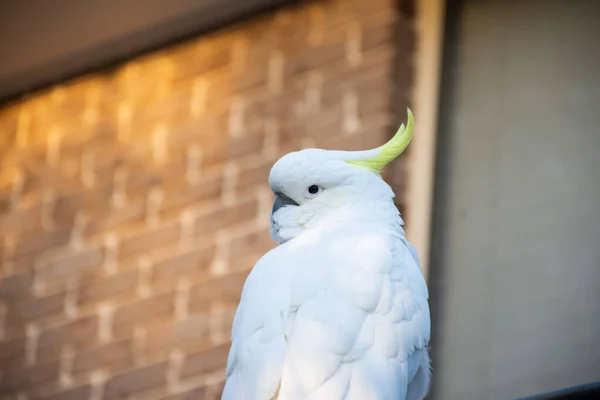 窗边有一只硫磺色的鹦鹉。 城市野生动物。 澳大利亚后院游客 — 图库照片