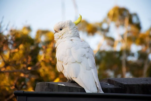 在屋顶上坐着一只硫磺色的鹦鹉。 城市野生动物。 澳大利亚后院游客 — 图库照片