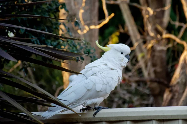 Cacatúa de cresta de azufre sentada en una valla. Vida silvestre urbana. Visitantes australianos —  Fotos de Stock