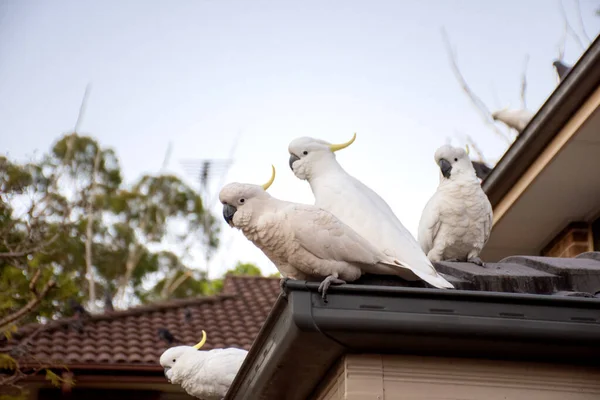 Cacatúas de cresta de azufre sentadas en un techo. Vida silvestre urbana. Visitantes australianos — Foto de Stock