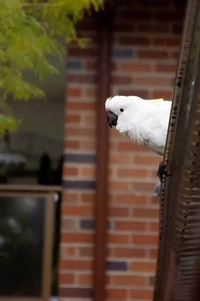 Cacatúa de cresta de azufre sentada en un techo en un día lluvioso. Vida silvestre urbana. Visitantes australianos — Foto de Stock