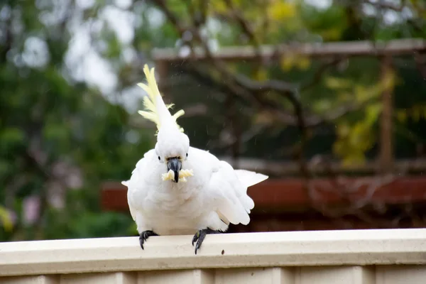 Svavelhaltig cockatoo som sitter på ett staket och äter pasta. Djurliv i städerna. Trädgårdsbesökare. Mata inte vilda fåglar och djur. — Stockfoto