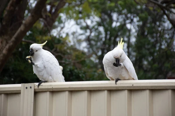 Cacatúas de cresta de azufre sentadas en una valla y comiendo un pedazo de pasta. Vida silvestre urbana. Visitantes del patio trasero. No alimentes a aves y animales salvajes . — Foto de Stock