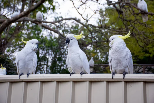 Cacatúas de cresta de azufre sentadas en fila en una valla. Vida silvestre urbana. Visitantes australianos — Foto de Stock