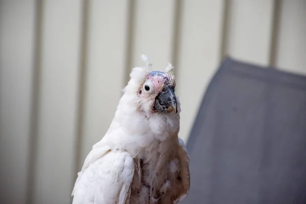 Sulphur-crested cockatoo suffering from Psittacine beak and feather disease - PBFD. Urban wildlife. — Stock Photo, Image