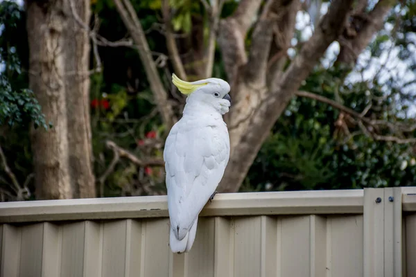 Schwefelhaubenkakadu sitzt auf einem Zaun. urbane Tierwelt. Besucher im australischen Hinterhof — Stockfoto