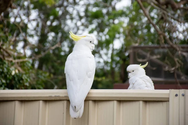 Posti a sedere di cacatua con cresta di zolfo su una recinzione. Fauna selvatica urbana. Visitatori del cortile australiano — Foto Stock