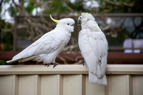 Cacatúa de cresta de azufre en una cerca cerca de otra cacatúa que sufre de Psittacine pico y la enfermedad de las plumas - PBFD. Vida silvestre urbana . — Foto de Stock