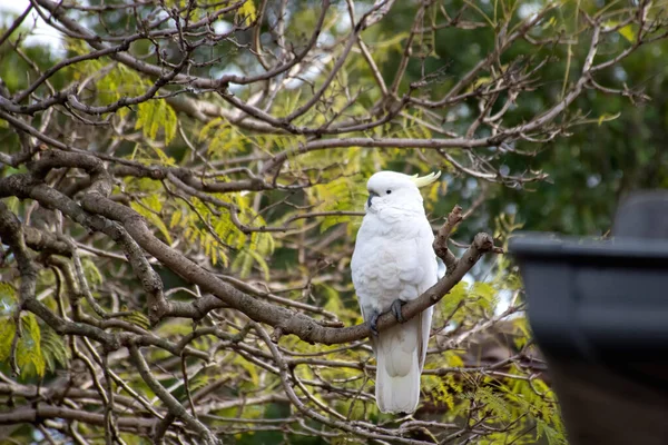 Cacatúa de cresta de azufre sentada en una rama de jacaranda. Vida silvestre urbana. Visitantes australianos — Foto de Stock