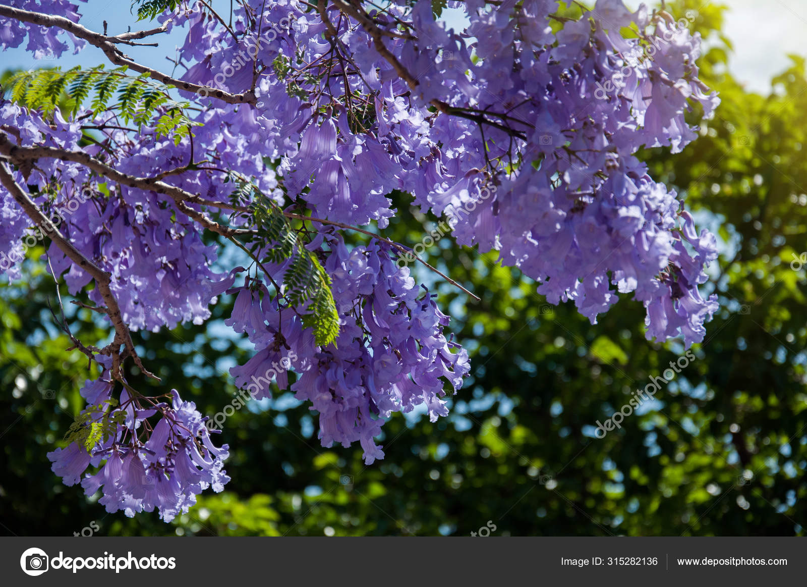 Jacaranda Tree In A Full Bloom With Beautiful Purple Flowers Stock Photo By C Daria Nipot Jacaranda Tree In A Full Bloom With Beautiful Purple Flowers Stock Photo By C Daria Nipot