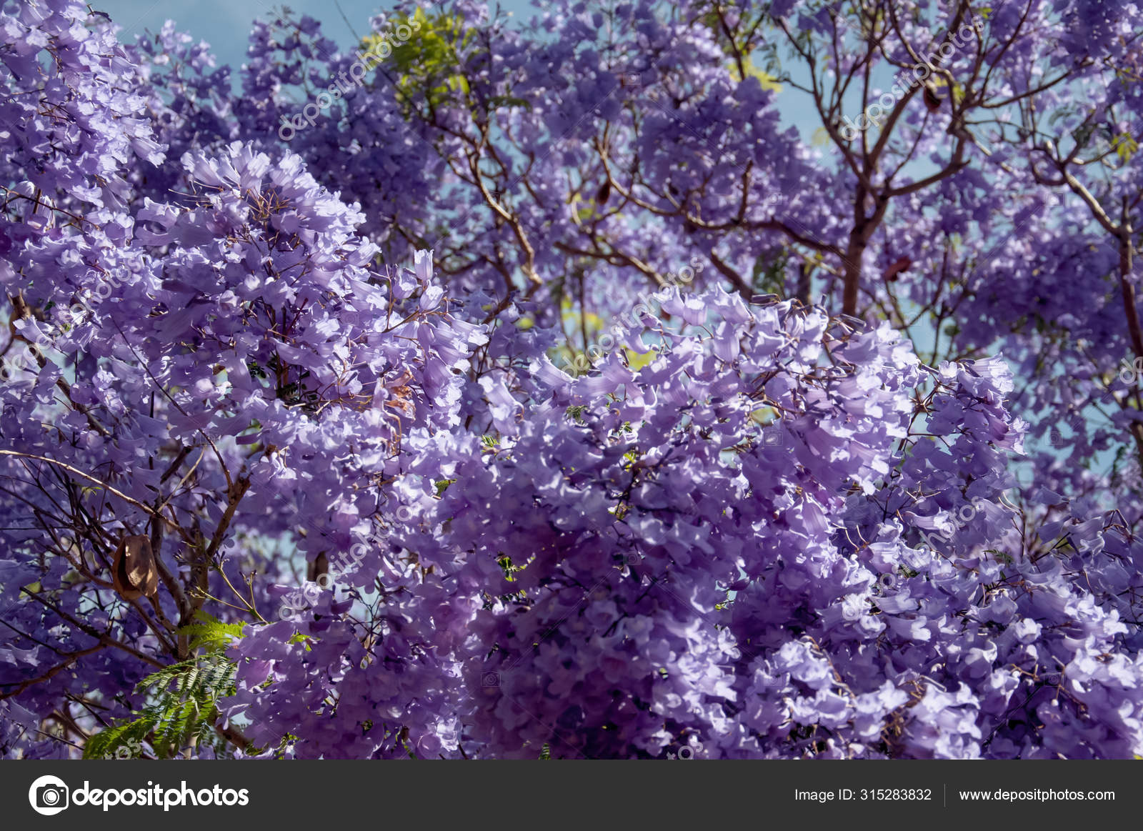 Jacaranda Tree In A Full Bloom With Beautiful Purple Flowers Stock Photo Image By C Daria Nipot Jacaranda Tree In A Full Bloom With Beautiful Purple Flowers Stock Photo Image By C Daria Nipot