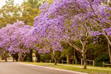 Güzel mor çiçeklerle dolu bir çiçek açmış Jacaranda ağaçlarının sokak manzarası.