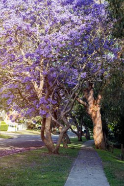 Güzel mor çiçeklerle dolu bir çiçek açmış Jacaranda ağaçlarının sokak manzarası.