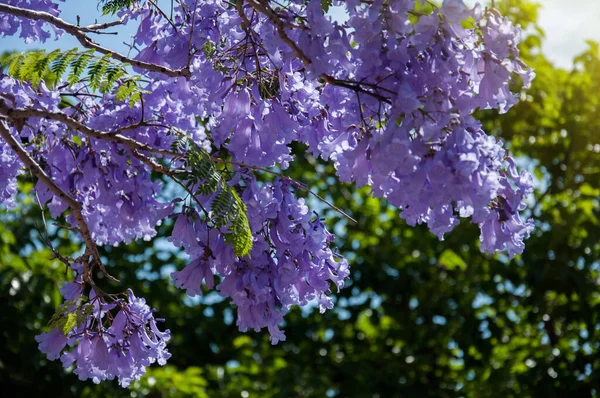 Jacaranda boom in een volle bloei met prachtige paarse bloemen — Stockfoto