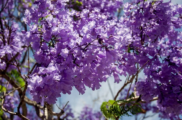 Güzel mor çiçeklerle dolu bir çiçek açmış Jacaranda ağacı.