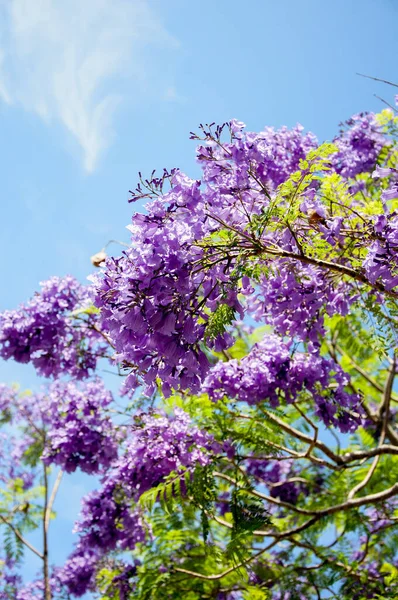 Jacaranda árvore em uma flor cheia com belas flores roxas — Fotografia de Stock