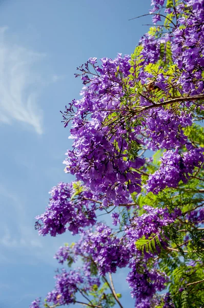 Jacaranda boom in een volle bloei met prachtige paarse bloemen — Stockfoto