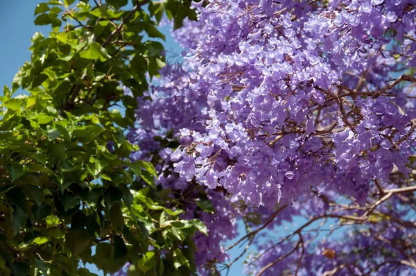 Jacaranda árvore em uma flor cheia com belas flores roxas — Fotografia de Stock