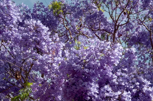 Jacaranda fa egy teljes virágban gyönyörű lila virágokkal — Stock Fotó