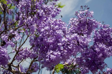 Güzel mor çiçeklerle dolu bir çiçek açmış Jacaranda ağacı.