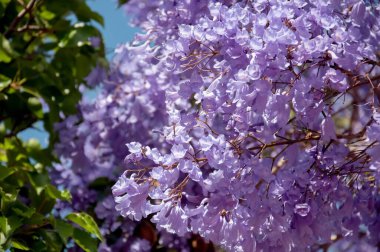 Güzel mor çiçeklerle dolu bir çiçek açmış Jacaranda ağacı.