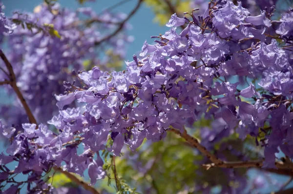 Jacaranda árvore em uma flor cheia com belas flores roxas — Fotografia de Stock