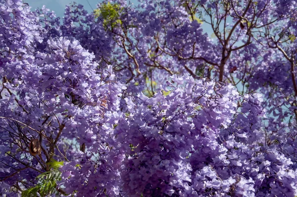 Jacaranda árvore em uma flor cheia com belas flores roxas — Fotografia de Stock