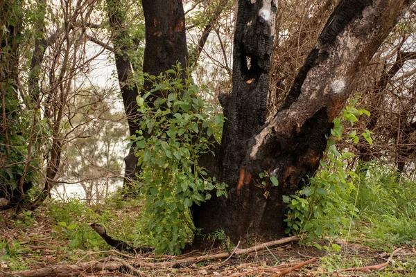 Incendios Forestales Australianos Después Árbol Eucalipto Meses Después Graves Daños —  Fotos de Stock